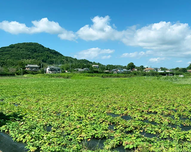 さつま芋畑